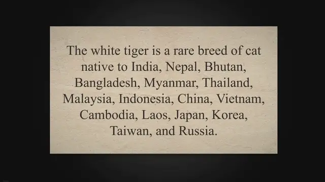 'Video thumbnail for White Tigers: Everything You Need To Know'