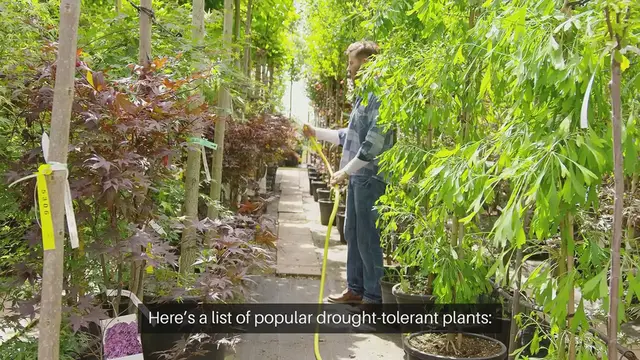 'Video thumbnail for Drought Tolerant Plants List'
