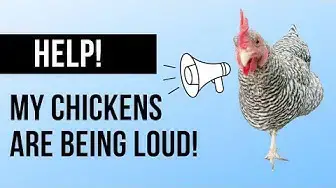 'Video thumbnail for Why are my chickens squawking so loudly??'