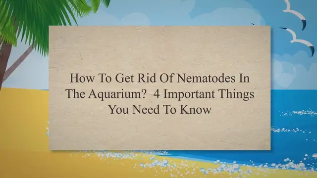 'Video thumbnail for How To Get Rid Of Nematodes In The Aquarium? 4 Important Things You Need To Know'
