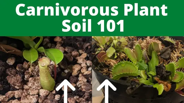 'Video thumbnail for How to Make Carnivorous Plant Soil (Easy Guide with Recipes)'