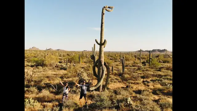 'Video thumbnail for T-Rex Dinosaur Cactus in Apache Junction Near the Superstition Mountains'