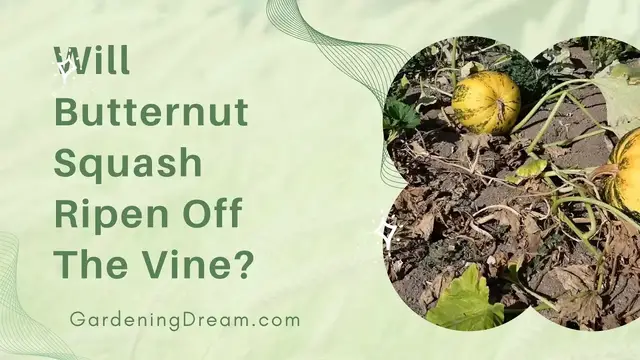 'Video thumbnail for Will Butternut Squash Ripen Off The Vine'