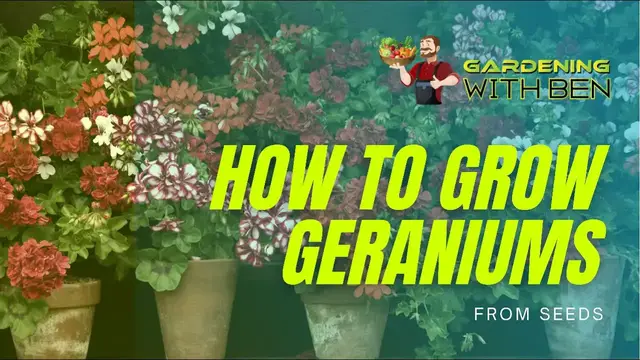 'Video thumbnail for How to Grow Geraniums from Seed: A Complete Guide for Thriving Blooms!'