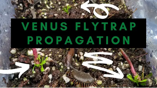 'Video thumbnail for How to Propagate Venus Flytraps Through Leaf Pullings / Leaf Cuttings ?'
