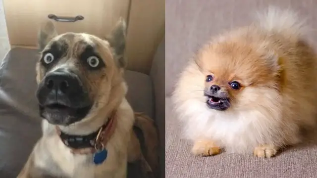 'Video thumbnail for Check Out These Lovable Dogs and His Furry Friends, Lighten Your Mood | Pawesomepuppy'