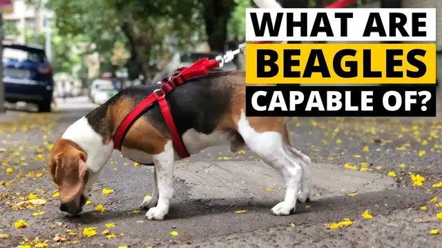 'Video thumbnail for 8 Amazing Abilities of Beagles'