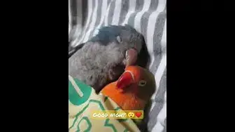 'Video thumbnail for Two sweet friends sleeping'