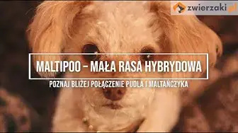'Video thumbnail for Maltipoo – mix pudla i maltańczyka. Wszystko o maltipoo!'