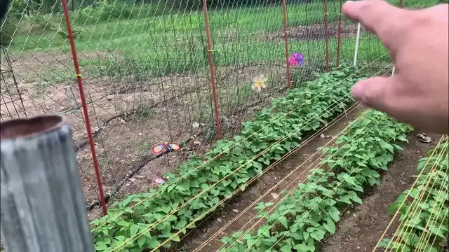 'Video thumbnail for Homestead Garden Update'