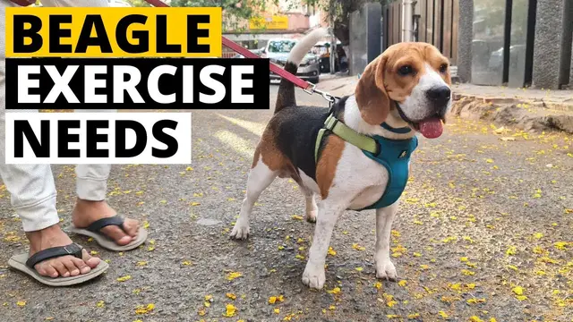 'Video thumbnail for How much Exercise do Beagles Need?'
