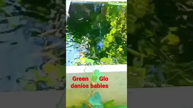 'Video thumbnail for Most Amazing Stunning Astonishing Green 💚 glo danios babies'