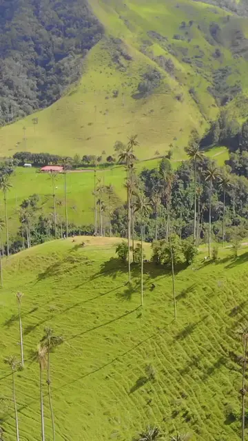 'Video thumbnail for Valle del Cocora'