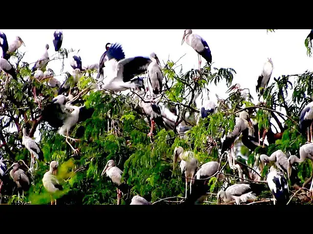 'Video thumbnail for Amazing of Lake - Top nest & bird in lake at Avean in lake'