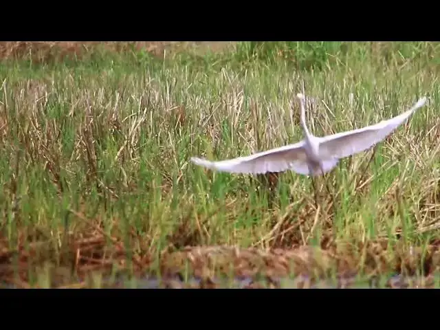 'Video thumbnail for Amazing of place - In field bird stay in grass wait cactch fish eat'