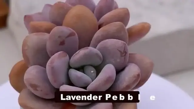 'Video thumbnail for 50 Rare & Unique Succulents  Hard to Find Succulent Types for Indoor and Outdoor Gardens '