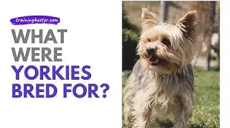 'Video thumbnail for What were Yorkies bred for?'