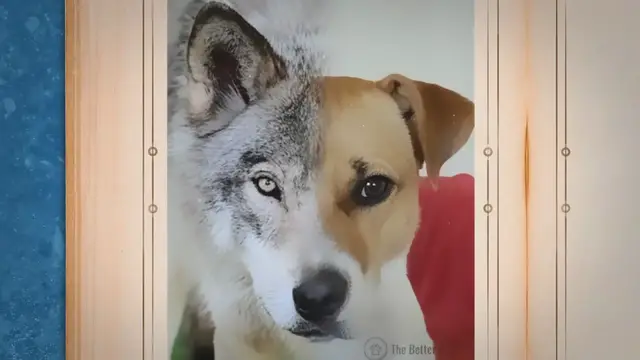 'Video thumbnail for The Story of Dog and Man: How Dogs Became Domesticated'