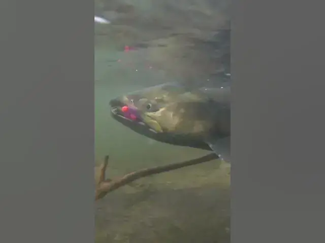 'Video thumbnail for Amazing chum fishing with bobber and jig!'