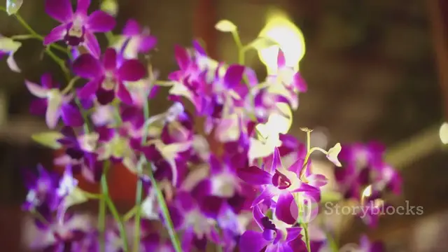 'Video thumbnail for Orchids Heaven Discover the Most Beautiful and Rare Orchid Flowers in the World'