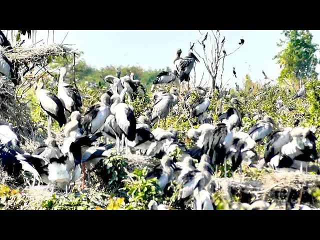'Video thumbnail for Amazing of Lake - Top Area of nest & bird in lake at Avean'