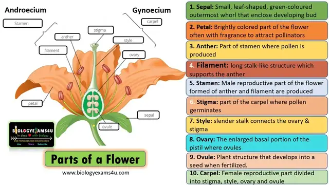 'Video thumbnail for 10 Parts and 4 whorls of a Flower in less than 3 Minutes'