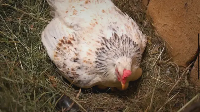 'Video thumbnail for From Farm to Table: The Secrets of Raising Chickens for Fresh Eggs'