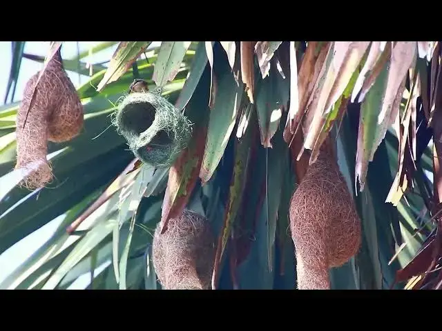'Video thumbnail for Maya bird | Golden bird making nest'