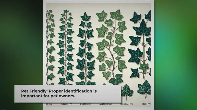 'Video thumbnail for How to Distinguish Between Different Types of Ivy in Your Yard'