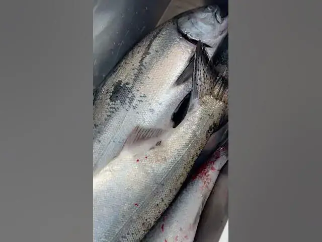 'Video thumbnail for Happy Fourth of July Washington salmon fishing!'