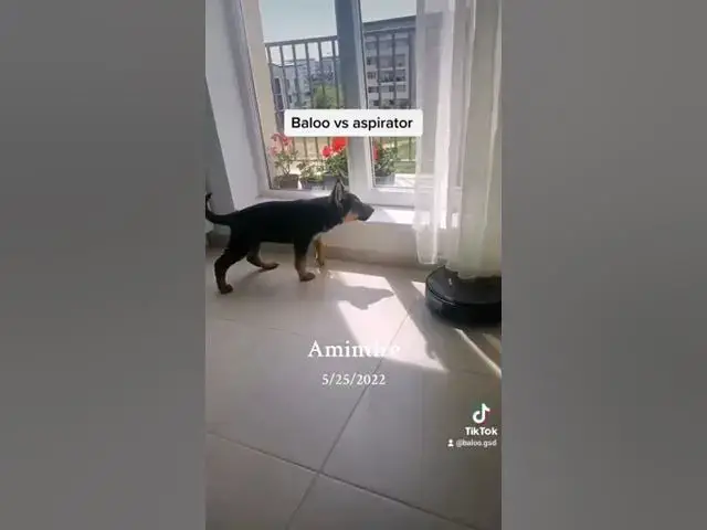 'Video thumbnail for Baloo 10 week old'