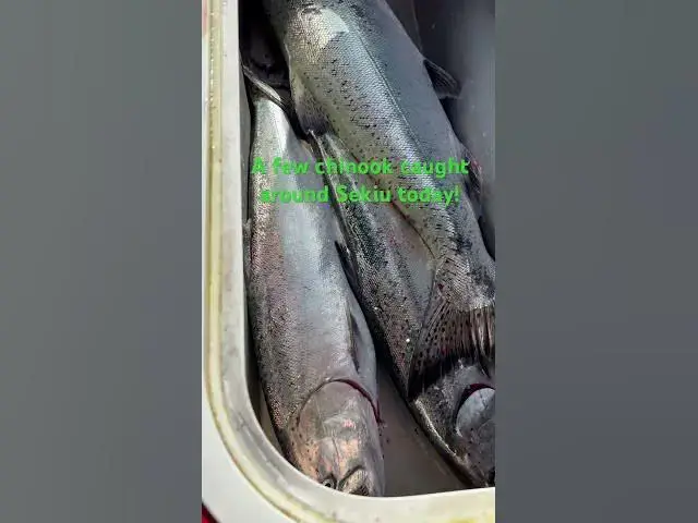 'Video thumbnail for A few chinook caught around Sekiu today for team late launch!'