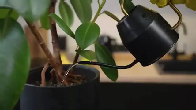 'Video thumbnail for 45 Best Indoor Plants That Everyone Should Own '