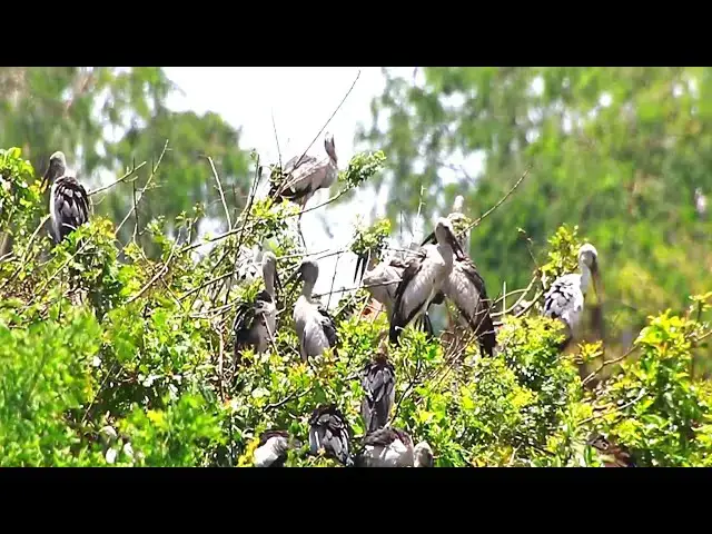 'Video thumbnail for Amazing of Lake  - All nest &  bird in lake at Avean a lot bird at field'