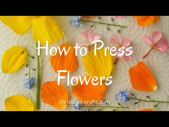 'Video thumbnail for HOW TO PRESS FLOWERS USING A FLOWER PRESS - Super Easy and Gorgeous Results'