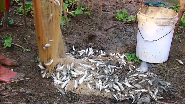 'Video thumbnail for Fishman catch fish a lot after catch it'