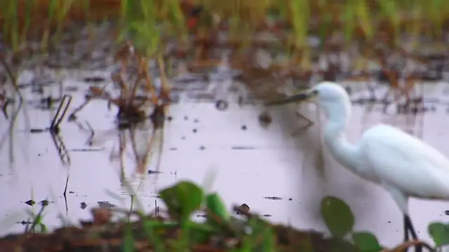 'Video thumbnail for Lake at field, bird find catch fish eat here'