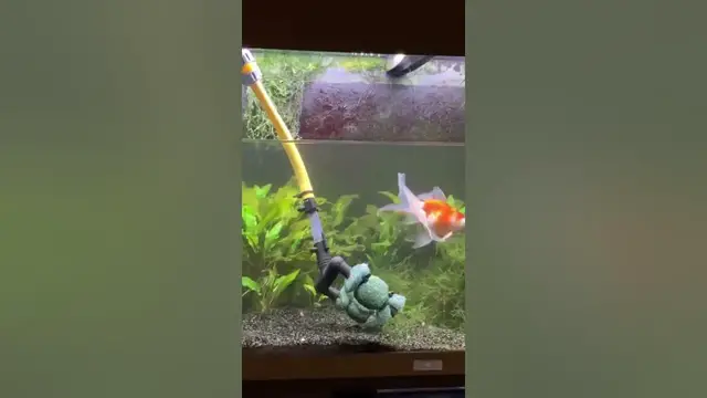 'Video thumbnail for Full Fantail Goldfish Water Change in under 30 Seconds'