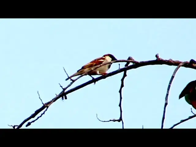 'Video thumbnail for All wild dove cry call other dove #DoveForest @DoveFores'