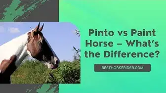 'Video thumbnail for Pinto vs Paint Horse – What’s the Difference?'