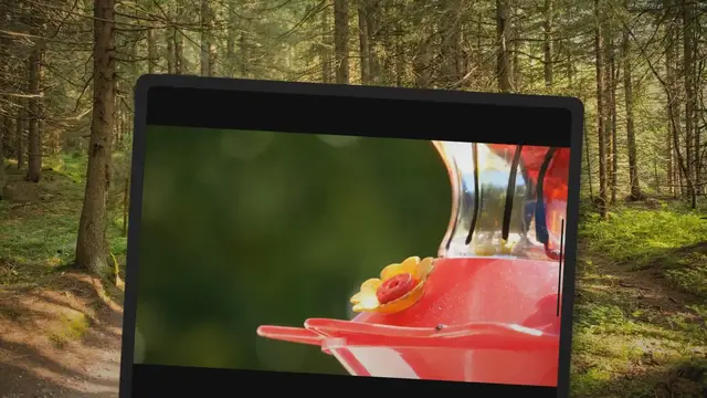'Video thumbnail for Do Hummingbird Feeders Attract Bees? How To Separate The Birds From The Bees'