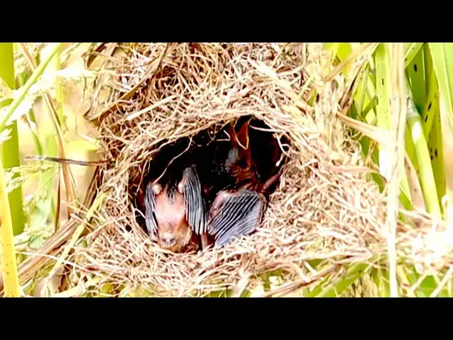 'Video thumbnail for Amazing of lake - Incredible Lake Life: Cuckoo Bird's Mealtime Adventure'