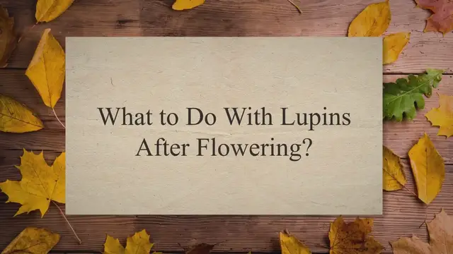 'Video thumbnail for What to Do With Lupins After Flowering?'