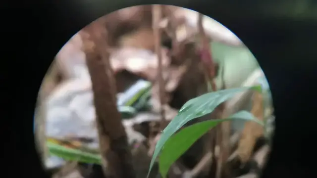 'Video thumbnail for Kikkertje in het Tambopata reservaat'