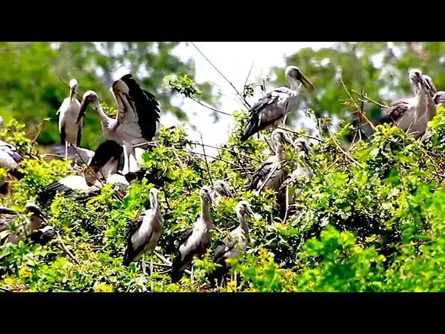 'Video thumbnail for Amazing of Lake -  Wild bird in lake at Avean Zoo lake'