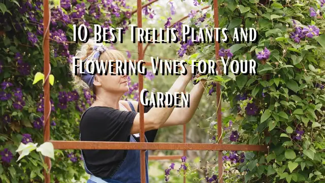 'Video thumbnail for 10 best trellis plants and flowering vines'