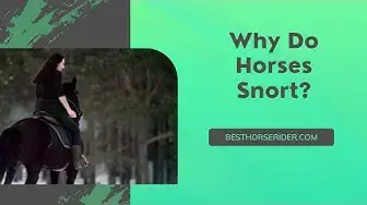 'Video thumbnail for Why Do Horses Snort?'