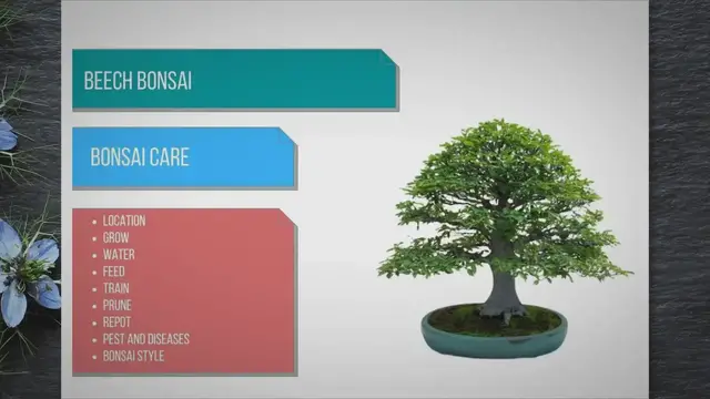 'Video thumbnail for Beech bonsai care'