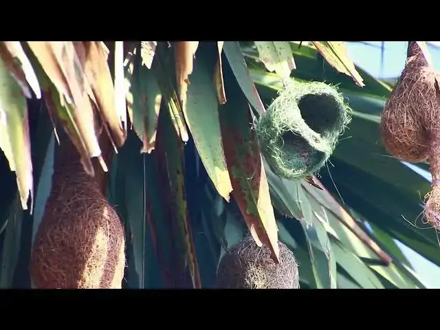 'Video thumbnail for Maya bird starting made nest'