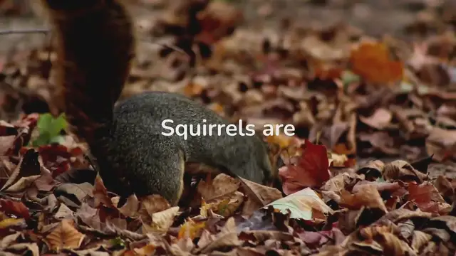 'Video thumbnail for Squirrel Behavior'